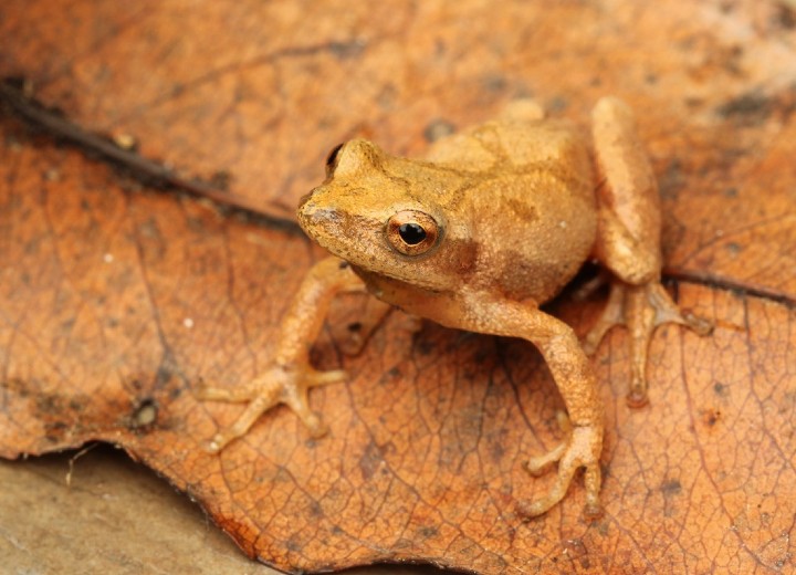 Spring Peeper